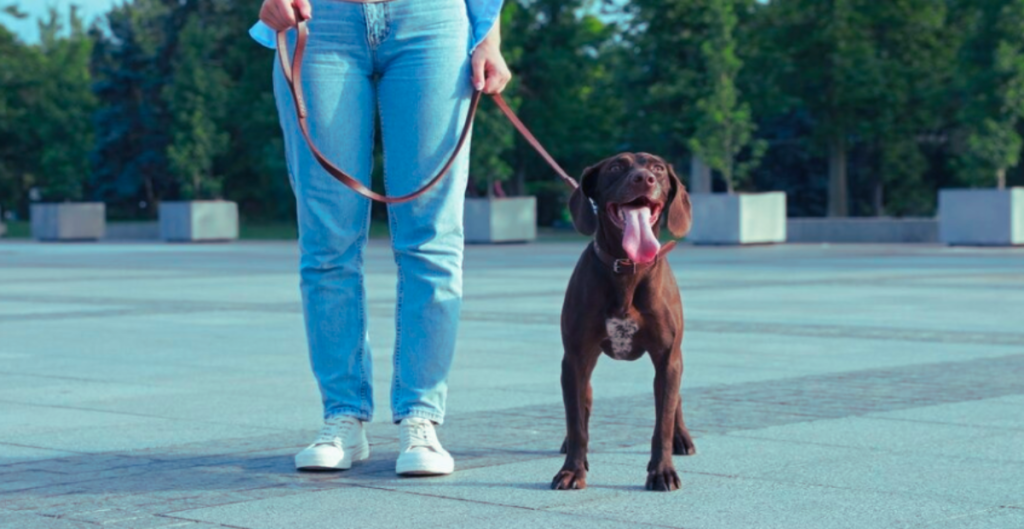 What is the best training method for dogs?